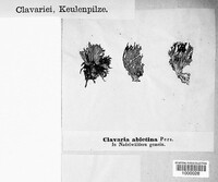 Clavaria abietina image